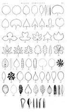 Hortus Cliffortianus folia simpl.png