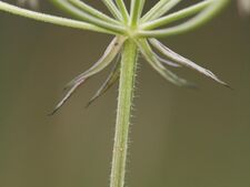 Laserpitium prutenicum staengel.jpeg
