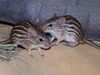 Lemniscomys barbarus01.JPG
