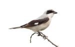 Lesser Grey Shrike, Lanius minor at Pilanesberg NP (15434980913).jpg