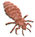 Lice Body (cropped).png