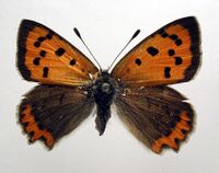 Lycaena phlaeas5.jpg