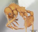 Mycetagroicus cerradensis casent0103121 profile 1.jpg