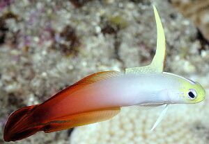 Nemateleotris magnifica EOL.jpg