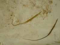 Nerophis ophidion2.JPG
