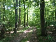 Northwoods 2.jpg