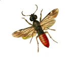 Orussus abietinus.png