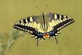 Papilio machaon ozby 015.jpg