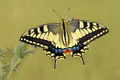 Papilio machaon ozby 015.jpg