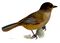 Perisoreus infaustus.jpg