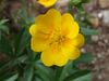 Potentilla crantzii a1.jpg