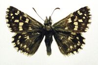 Pyrgus malvae01.jpg