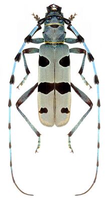 Альпийский усач