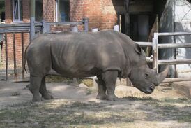 Rostov-on-Don-Zoo-Rhino.jpg