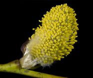 Salix caprea Male.jpg