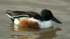 Shoveler (Anas clypeata) (1).JPG