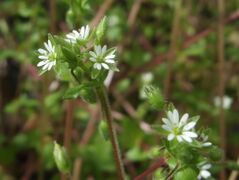 Stellaria media 2.JPG