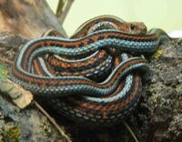 Thamnophis sirtalis tetrataenia 070901.jpg
