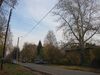 Большая осина на ул. Невзоровых - panoramio (1).jpg