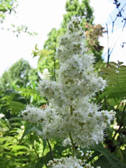 蚊子草屬 Filipendula camtschatica -英格蘭 Wisley Gardens, England- (9229776924).jpg