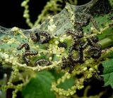 Aglais urticae - Urtica dioica3 ies.jpg