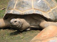 Aldabra Tortoise Image 002.jpg
