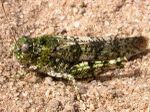 B tuberculata-W.jpg