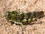 B tuberculata-W.jpg