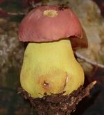 Boletus regius.jpg