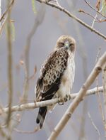 Booted Eagle (Hieraaetus pennatus) (51117848924).jpg