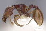 CASENT0249428 Ishakidris ascitaspis.jpg