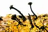 Calicium viride-1.jpg
