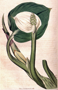 Calla palustris CBM.png