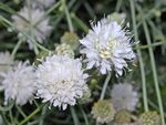 Caprifoliaceae - Cephalaria leucantha.JPG