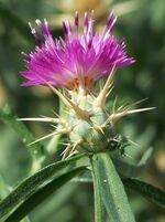 Centaurea calcitrapa 001.jpg