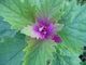 Chenopodium giganteum top view.jpg