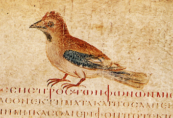 Eichelhäher (Wiener Dioskurides).png