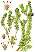 Empetrum nigrum Sturm22.jpg