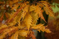 Fagus-sylvatica-aspleniifolia.jpg