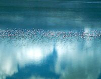 Flamingo migration Makgadikgadi Pan.jpg