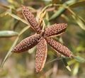 Flindersia dissosperma fruit top.jpg
