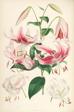 Lilium speciosum (lit).jpg
