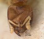 Melissotarsus emeryi casent0101465 head 1.jpg