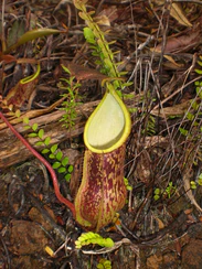 Nepenthes Mount Hamiguitan Range11.jpg