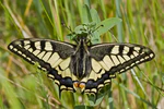 Papilio.machaon.7553.JPG