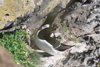 Petit pingouin couple petit.jpg