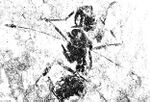 Pseudocamponotus-elkoanus fossil specimen.jpg