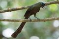 Racket-tailed treepie (Crypsirina temia).jpg