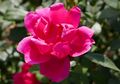 Rosa 'Gartenfreund' Kordes 2013 02.jpg