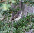Serpophaga munda - White-bellied tyrannulet.JPG